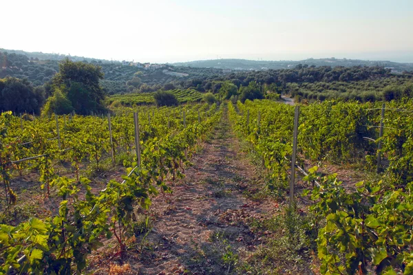 Vista panorámica de un viñedo en Creta, Grecia . — Foto de Stock