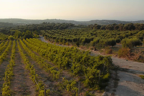 Paisaje panorámico de un viñedo en Creta, Grecia . — Foto de Stock