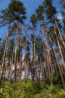 Çam ormanı ile güzel manzara. 