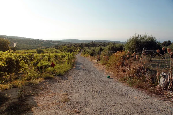 ぶどう畑の、クレタ島、ギリシャ、夕日の光の中の田舎道 — ストック写真