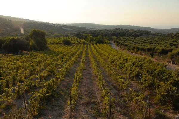 Panoramiczny pejzaż winnicy w Kreta, Grecja. — Zdjęcie stockowe