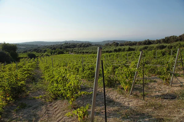 Vista del paisaje de un viñedo y colinas verdes en Creta, Grecia . — Foto de Stock