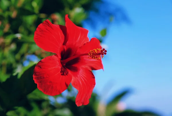 Fleur d'hibiscus rouge. — Photo