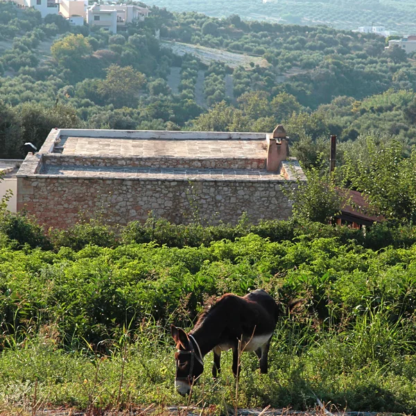 Osioł na wiejski krajobraz, Crete, Grecja — Zdjęcie stockowe