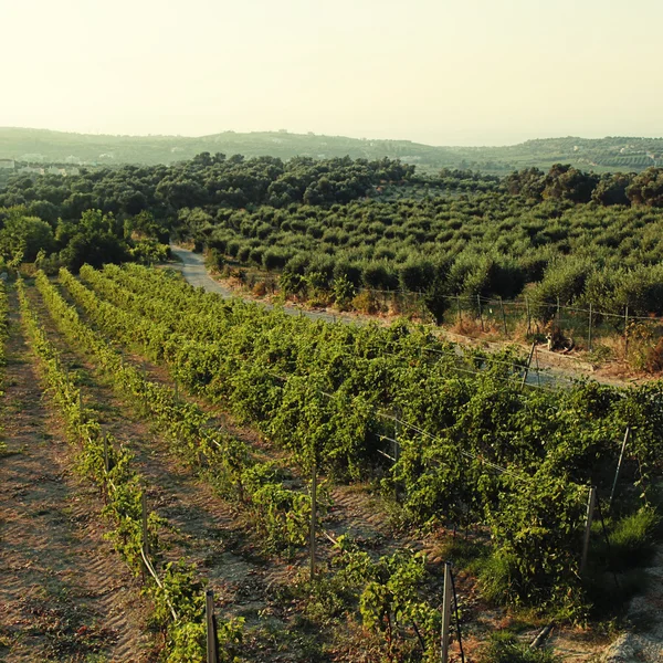 Panoramiczny pejzaż winnicy w Kreta, Grecja. — Zdjęcie stockowe