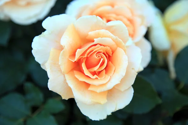 Beautiful cream rose close up in the garden — Stock Photo, Image