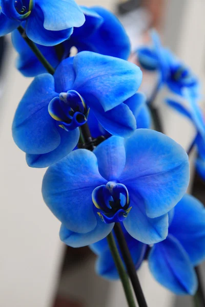 Blaue Orchidee aus nächster Nähe — Stockfoto