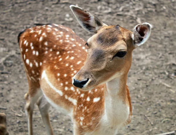 Portrait of fawn deer calf — Stock Photo, Image
