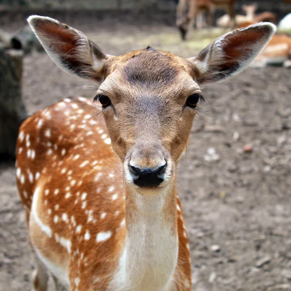 White tail young fawn with large ears — Stock Photo, Image