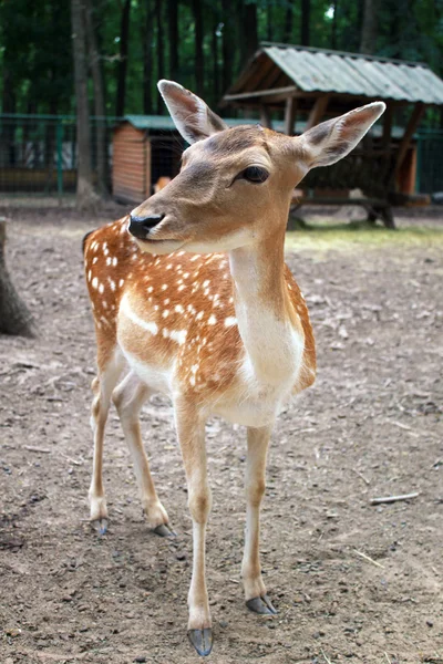 Whitetail deer fawn — Stock Photo, Image