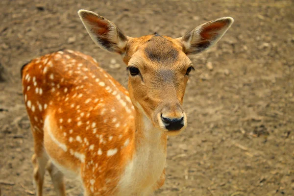 Portrait of whitetail deer fawn — Stock Photo, Image