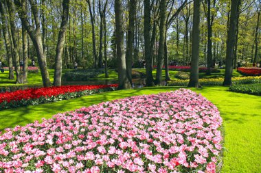 bahar lale Keukenhof Park, Hollanda, Hollanda