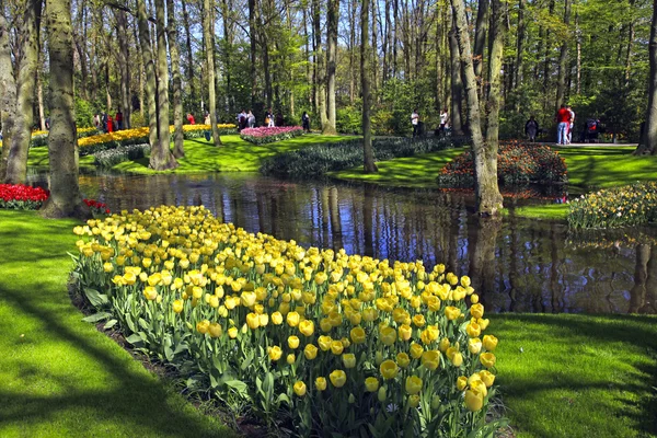 Tulipany wiosną w parku Keukenhof, Holandia, Holandia — Zdjęcie stockowe