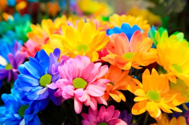 Çiçeği gökkuşağı krizantem Çiçek demetleri