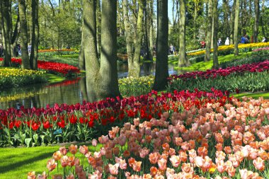 Çok renkli Lale Bahar, Hollanda