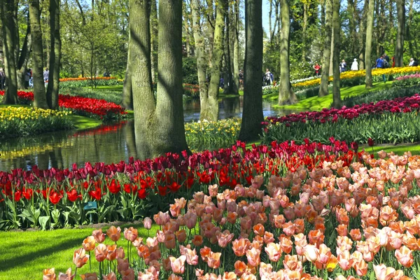 Tulipes multicolores au printemps, Pays-Bas — Photo