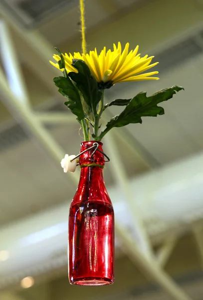 Flor crisântemo em diy pendurado garrafa de vidro vermelho para vaso — Fotografia de Stock