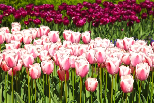 Pink tulips and sunlight in spring garden — Stock Photo, Image