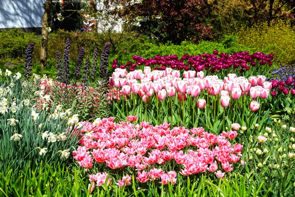 Tulipanes de colores en primavera en la flor Keukenhof Park, Holanda — Foto de Stock