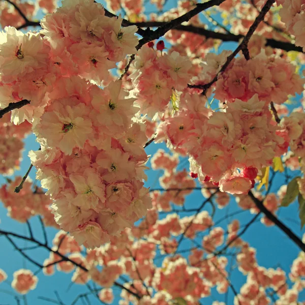 Beautiful pink almond blossoms — Stock Photo, Image