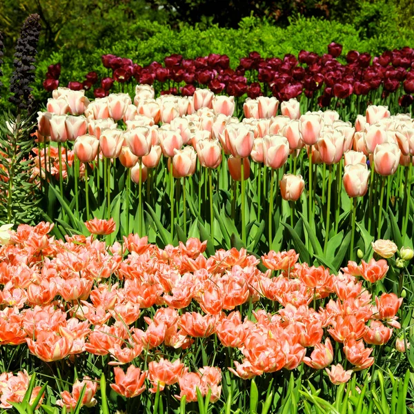 Coloridos tulipanes rosas en el parque de flores de primavera — Foto de Stock