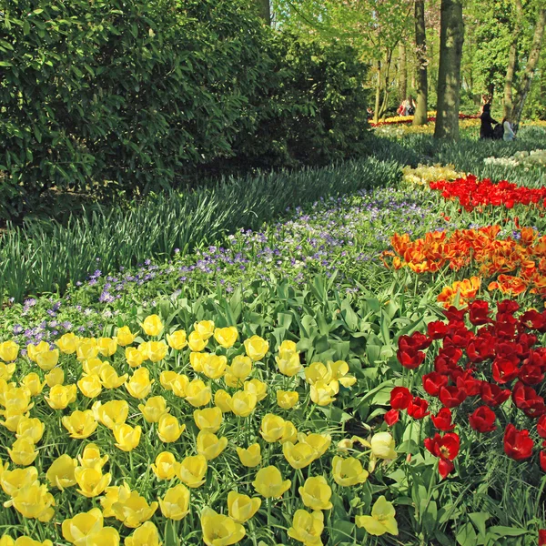 Tulipanes multicolores en el Keukenhof Park, Países Bajos — Foto de Stock