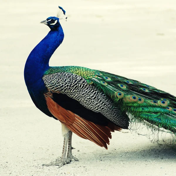 Mångfärgade peacock, torget tonas bild — Stockfoto