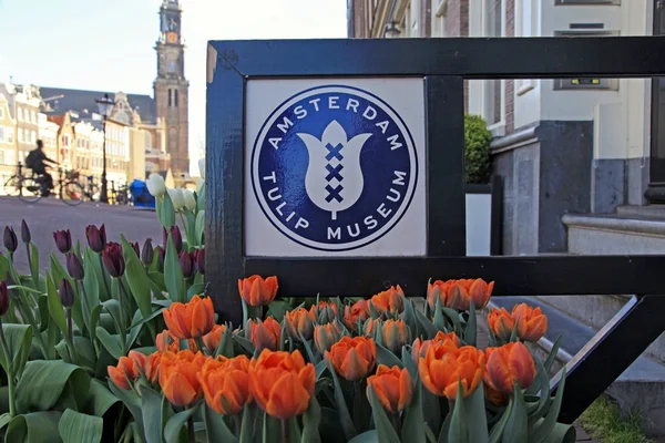 Amsterdamskie Muzeum tulipanów — Zdjęcie stockowe