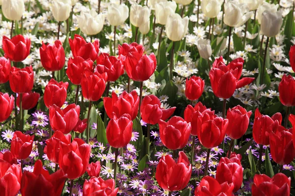 Red and white tulips in spring garden — Stock Photo, Image