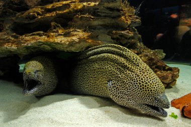 Bağcıklı moray (Gymnothorax favagineus)