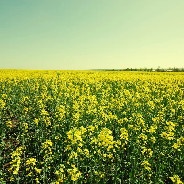 Vintage landscape with rapeseed field — Stock Photo, Image