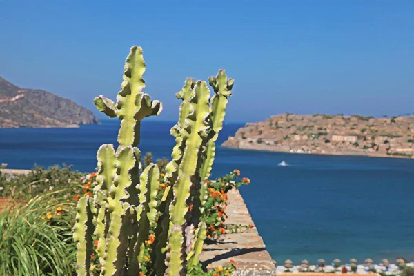 Wunderschöner Meerblick und Terrasse mit Kakteen und Blumen, Griechenland. — Stockfoto