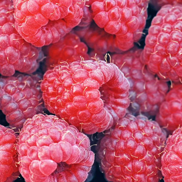 Raspberries background — Stock Photo, Image