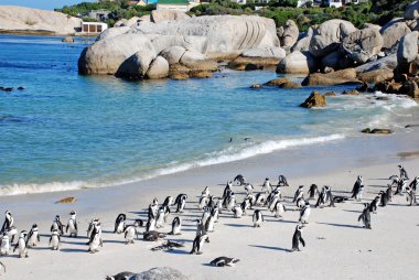 Penguen kolonisi okyanus plaj yakınındaki Capetown
