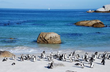 Penguen kolonisi okyanus plaj yakınındaki Capetown