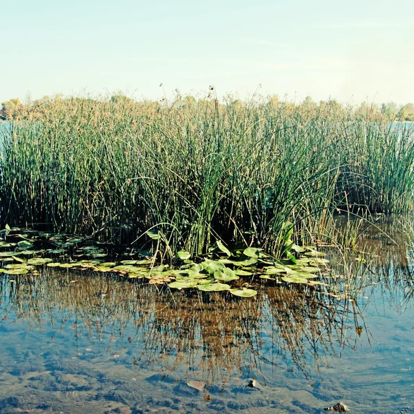 Água azul e juncos no rio Dnieper em Kiev — Fotografia de Stock