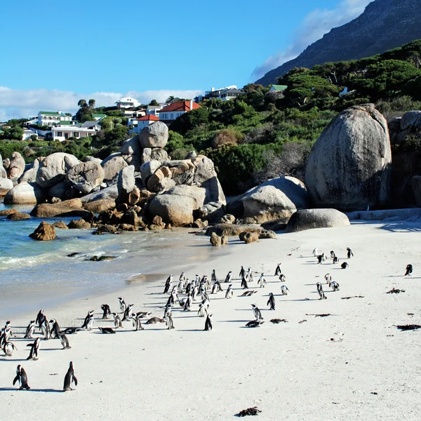 Colonie de pingouins sur la plage océanique près de Capetown — Photo