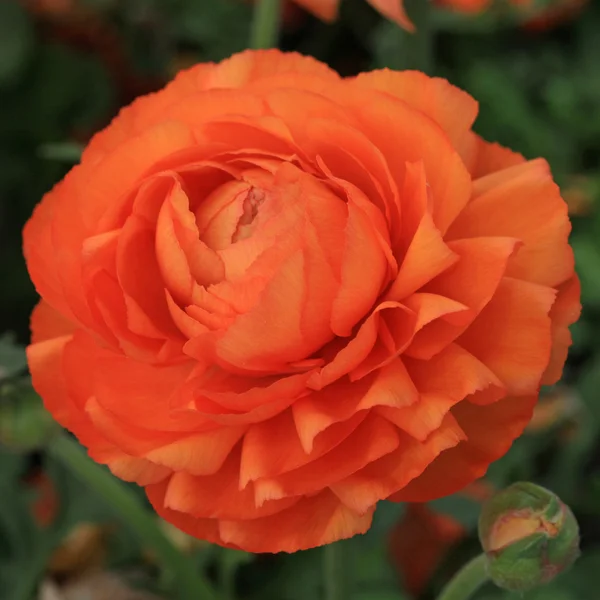 Flor en el jardín, Montreux — Foto de Stock