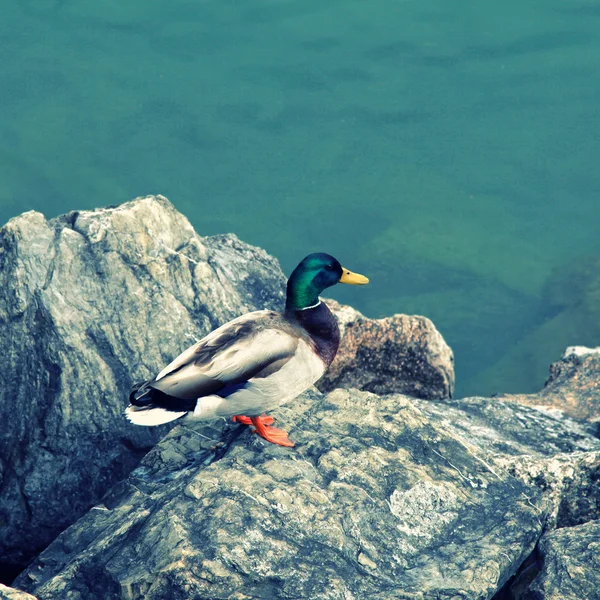 Duck on the lake Geneva — Stock Photo, Image