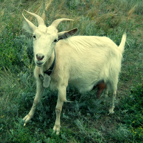 Cabra blanca —  Fotos de Stock