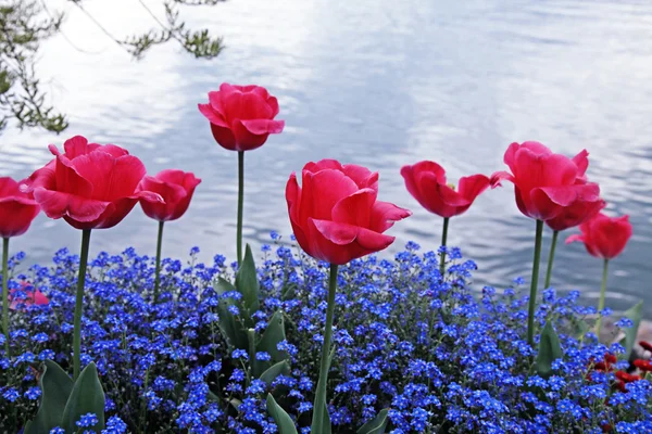 Flowers on the Lake Geneva, Montreux. — Stock Photo, Image