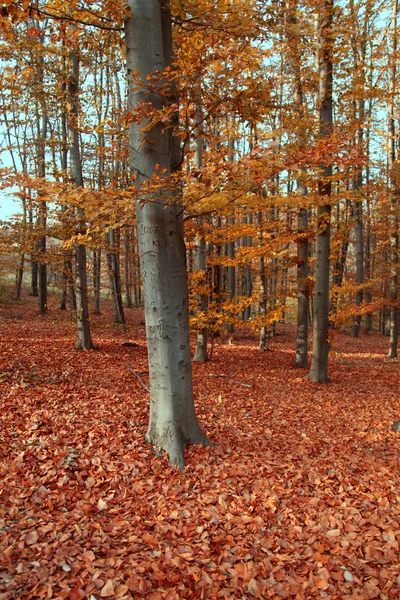 Höstens park med gyllene löv på marken — Stockfoto