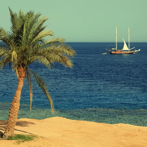 Palmboom op tropisch strand — Stockfoto