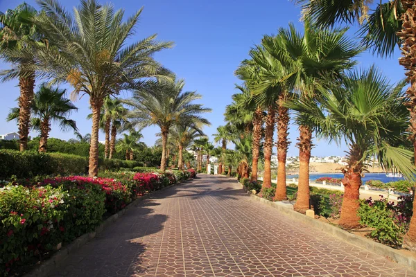 Palmiye ağaçları ve footway, Sharm el Sheikh, Mısır — Stok fotoğraf