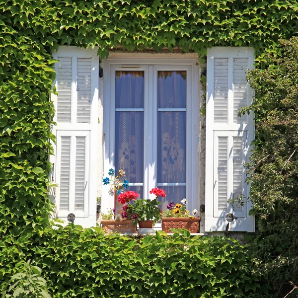 Finestra provenzale con persiane bianche e edera, Provenza, Francia — Foto Stock