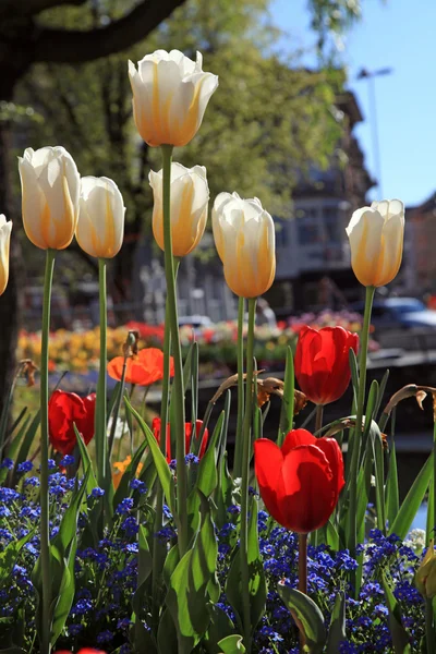 Tulipanes amarillos y rojos con flores de jardín multicolores — Foto de Stock