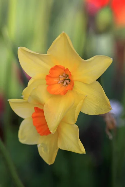 Bellissimi fiori di narciso giallo — Foto Stock