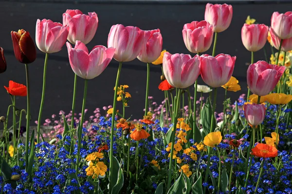 Beautiful spring flowerbed with pink tulips and multicolored gar — Stock Photo, Image