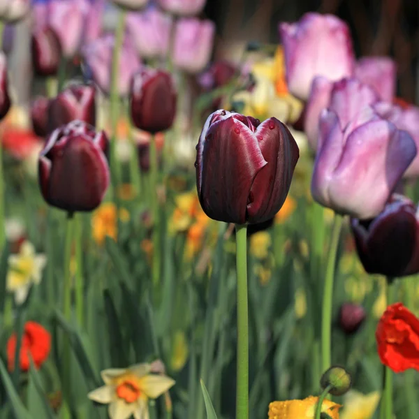 Pink and purple tulips — Stock Photo, Image
