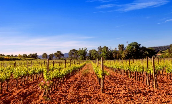 Panoramic view of a vineyard in Provence, France. — Stock Photo, Image